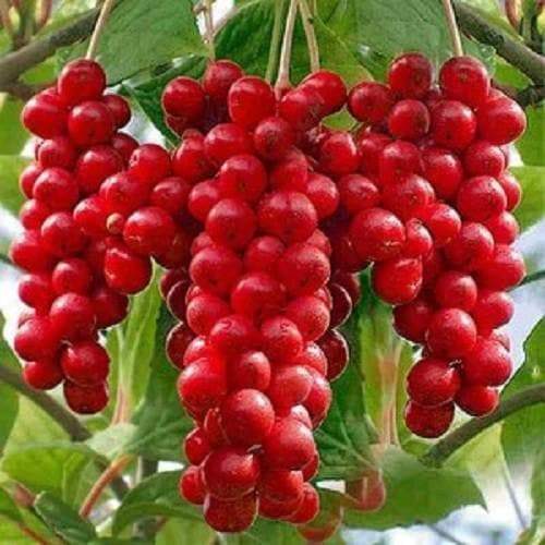 Schizandra Seed ,Five-flavor berry (nan wu wei zi) edible medicinally,wine,vinegar, soap lubricant - Caribbeangardenseed