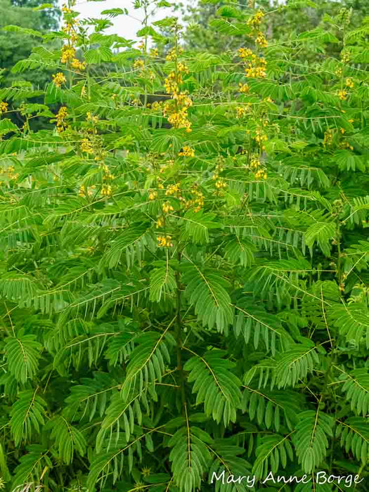 Wild senna Seeds,Senna hebecarpa, attract butterflies, bumble bees and other native bees. Perennial - Caribbeangardenseed