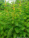 Wild senna Seeds,Senna hebecarpa, attract butterflies, bumble bees and other native bees. Perennial - Caribbeangardenseed