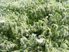 White Borage Herb Seeds - Caribbeangardenseed