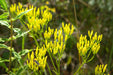 Rayless Goldenrod Seeds, BIGELOWIA nuttallii Nuttall's , Jimmyweed ,Perennial Flowers - Caribbeangardenseed