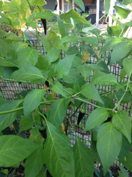 Black Chile Peppers, Capsicum annuum,Chili Piquin, Pring-Kee-New, or Grove pepper - Seeds-Organically Grown - Caribbeangardenseed