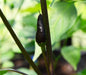BLACK CUBAN PEPPER Seeds, Capsicum annuumr --Organically Grown - Caribbeangardenseed