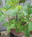 Black Mung Bean,(Vigna mungo) - Organic, UNTREATED, ASIAN VEGETABLE - Caribbeangardenseed