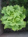 Black Seeded Simpson Green Leaf Lettuce - Organic Non-GMO - Open-Pollinated - Caribbeangardenseed