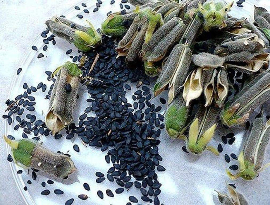 Black Sesame seeds -Asian Vegetable - Caribbeangardenseed