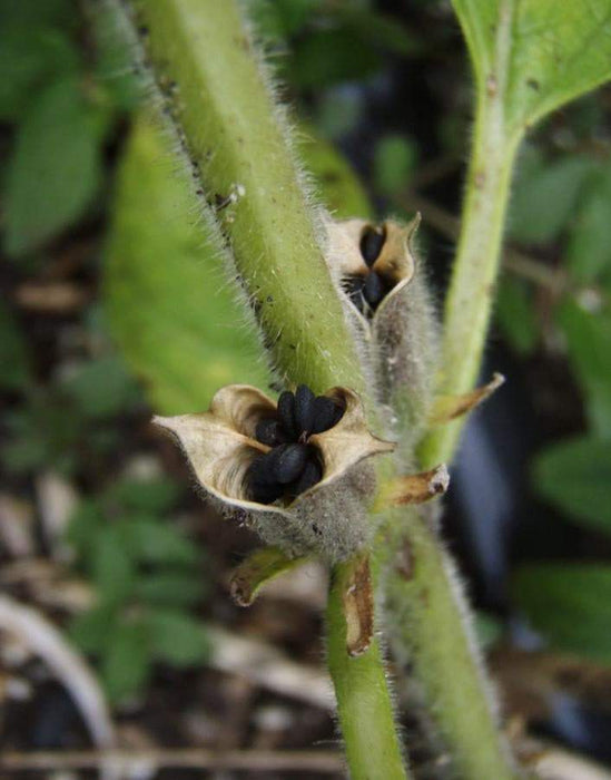 Black Sesame seeds -Asian Vegetable - Caribbeangardenseed