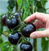Black tomatoes. kumato tomato Seeds - Slicing tomato - SPANISH Heirloom - Caribbeangardenseed