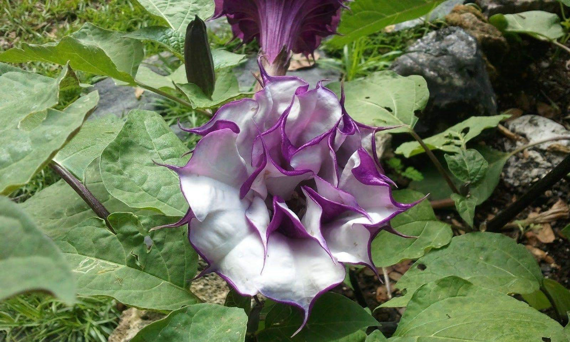 Blackcurrant Swirl Angel's Trumpet Seeds ,Super-fragrant DOUBLE Blooms! Amazing tropical beauty - Caribbeangardenseed