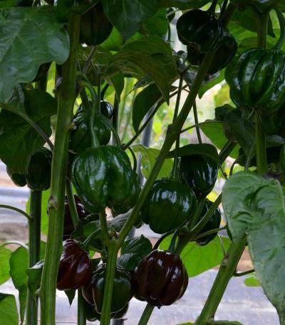 Black habanero chile peppers Seed, Capsicum chinense - Caribbeangardenseed