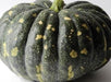 BLISS Pumpkin Seed,Cucurbita moschata, Spiciality winter Squash - Caribbeangardenseed