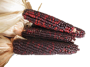 BLOODY BUTCHER ,CORN SEED- Organically Grown, Heirloom, Untreated.