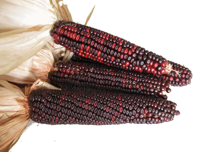 BLOODY BUTCHER ,CORN SEED- Organically Grown, Heirloom, Untreated.