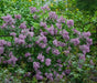 Common lilac bushes, Syringa vulgaris (4' POT) ,LIVE SHUB - Caribbeangardenseed