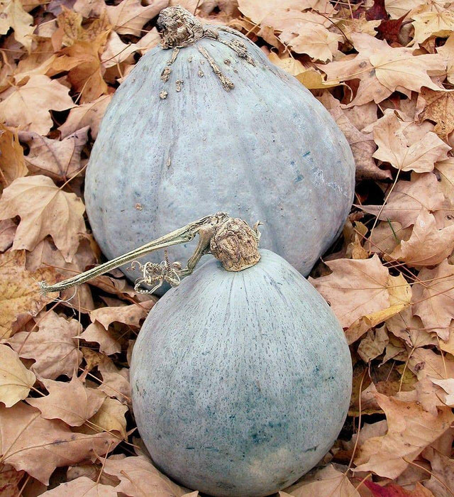 Blue Hubbard (25 Winter Squash Seed) - Caribbeangardenseed