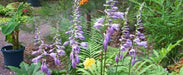 Blue Platain Lily, AKA HOSTA VENTRICOSA , Flowers seeds, shade loving , Perennial - Caribbeangardenseed