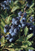 Blueberry ,Highbush Blueberry Seeds, Vaccinium Myrtillus, Perennial shrub - Caribbeangardenseed