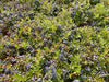 Blueberry ,Highbush Blueberry Seeds, Vaccinium Myrtillus, Perennial shrub - Caribbeangardenseed