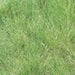 Blue Gamma Grass seeds (Bouteloua gracilis) Warm Season ,Perennial ! - Caribbeangardenseed