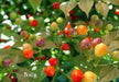 RED BODE Hot Pepper Seeds - Capsicum Chinense - Caribbeangardenseed