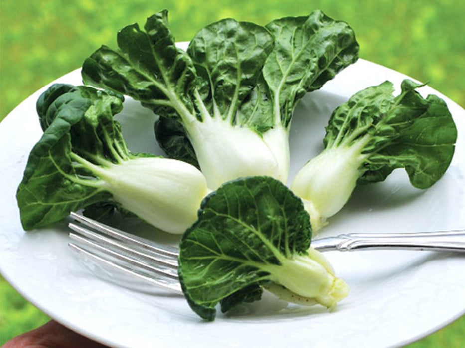 EXTRA DWARF Pak Choi Seeds ,white cabbage, ASIAN VEGETABLE - Caribbeangardenseed