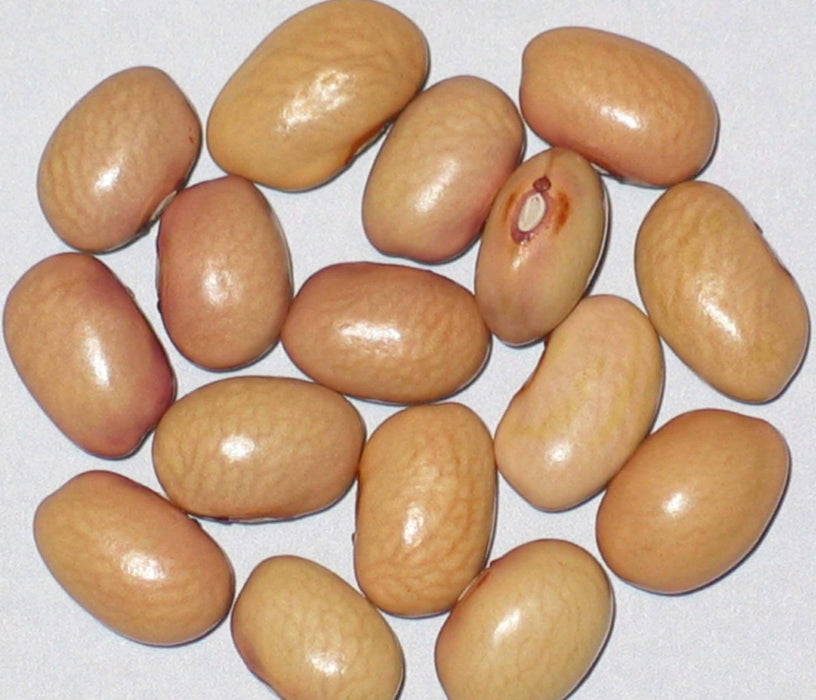 Bolita Bean Seeds , Dry/Shelling/ Bush/half Runner, Heirloom - Caribbeangardenseed