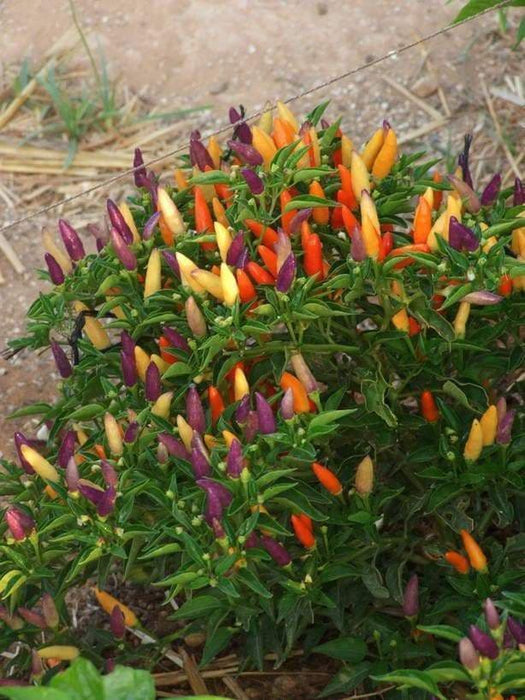 Bolivian Rainbow Chile Pepper Seeds, Capsicum annuum,Great for patio planter, Container , Garden bed. - Caribbeangardenseed