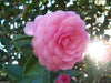 Rose of winter (Japanese Camelia Seeds) Ideal For Bonsai - Alabama state flower - Caribbeangardenseed