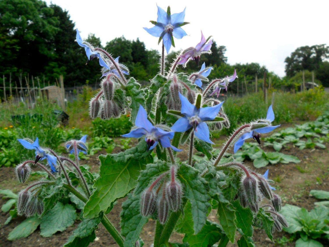 Blue Borage Herb Seeds, (Borago Officinalis) Edible Flowers - Caribbeangardenseed