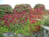 BOSTON IVY SEEDS , Fast Growing Vine/Climber ! - Caribbeangardenseed