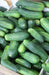 Boston Pickling Cucumber Seeds, Annual Vegetable - Caribbeangardenseed