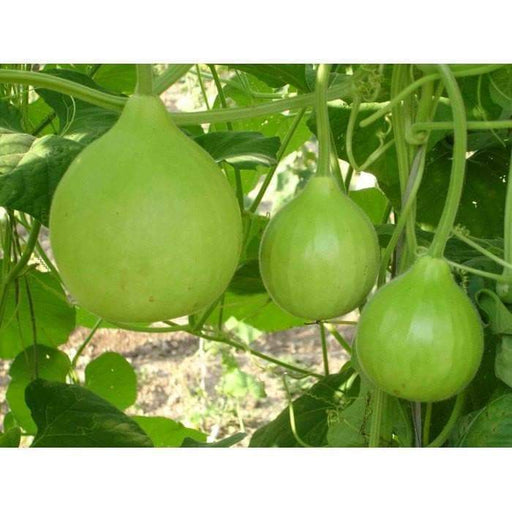 Nam Tao Klom, Hybrid -Bottle Gourd Seeds -Asian vegetable - Caribbeangardenseed