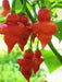 Turks Cap,'RED Pepper - 10 Seeds (Capsicum annuum) HOT - Caribbeangardenseed