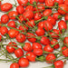 Brazilian Red Olive- PEPPER SEEDS - Capsicum baccatum - Caribbeangardenseed