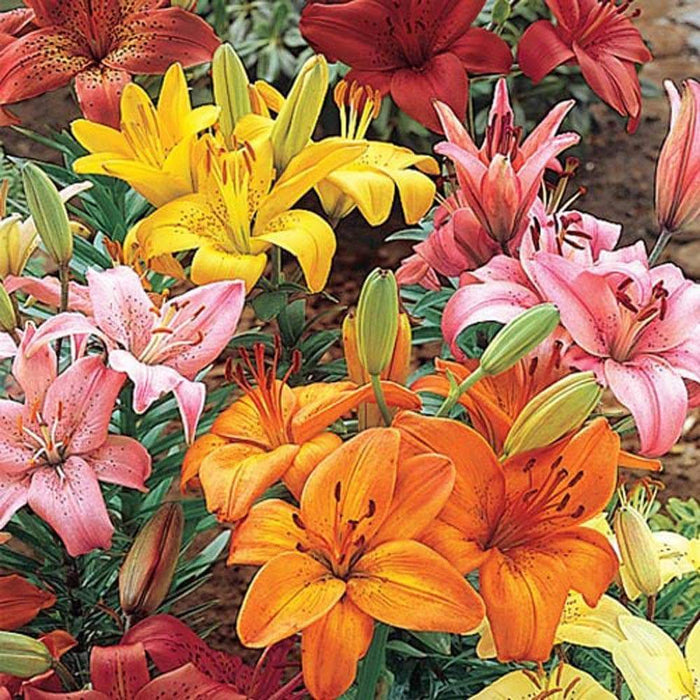 Asiatic Lily Bulbs (MIXED)) real thriller in the garden .Perennial - Caribbeangardenseed