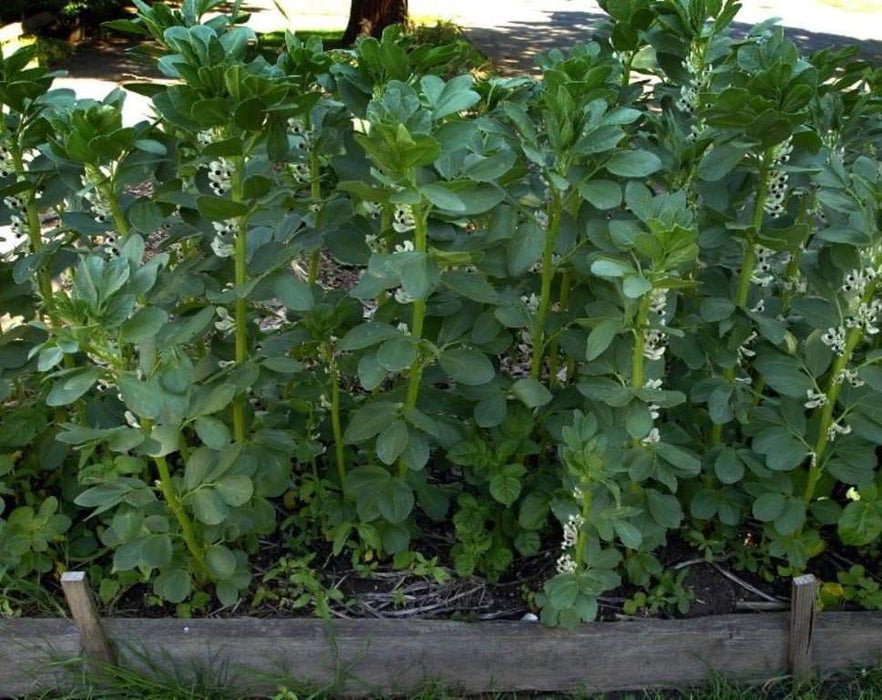 Broad beans,Fava beans, , (Aquadulce ) asian vegetable - Caribbeangardenseed