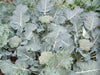 Broccoli Seeds - 'De Cicco'-open pollinated , Broccoli variety! Excellent for freezing. - Caribbeangardenseed