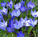 Brodiaea Queen Fabiola Bulbs (Triteleia) Blue, Purple - Caribbeangardenseed