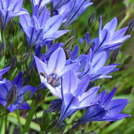 Brodiaea Queen Fabiola Bulbs (Triteleia) Blue, Purple - Caribbeangardenseed