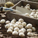 Allium Bulbs - "nigrumt" Snow White - Perennials Bulbs , Ornamental onions,Now Shipping ! - Caribbeangardenseed
