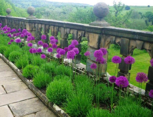 Allium Bulbs Purple & White Mix Perennial Bulb. - Caribbeangardenseed
