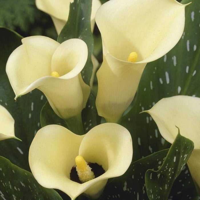 Calla Lily "Black-Eyed Beauty" Ideal for Pots and Planters, Cut Flowers. - Caribbeangardenseed