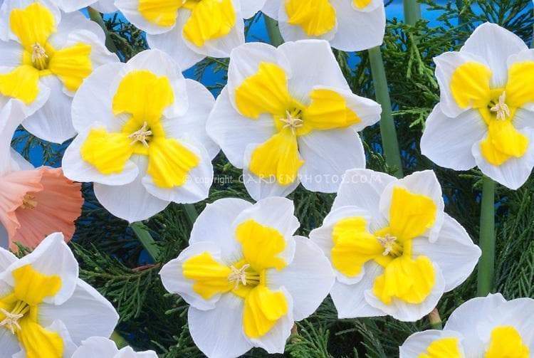 Daffodil Bulb- Canasta, Long lasting, easy care, deer resistant perennials~ Fall Planting - Caribbeangardenseed