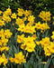 Daffodil Bulb- Eight Week of Blooms , Long lasting, easy care, deer resistant perennials~Fall Planting - Caribbeangardenseed