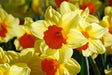 Daffodil Bulb- Fortissimo, Long lasting, easy care, deer resistant perennials - Caribbeangardenseed