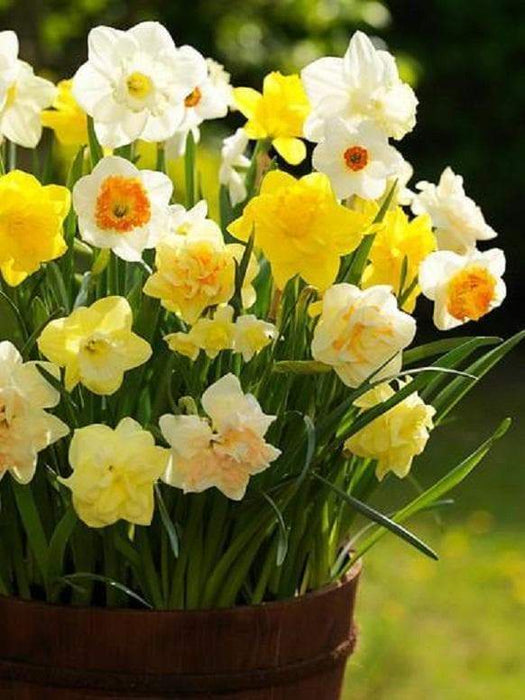 Daffodil Bulb ,Fragrant Mix, excellent for naturalizing - Caribbeangardenseed