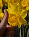 Daffodil Bulb- Marieke, Long lasting, easy care, deer resistant perennials~ Fall Planting - Caribbeangardenseed