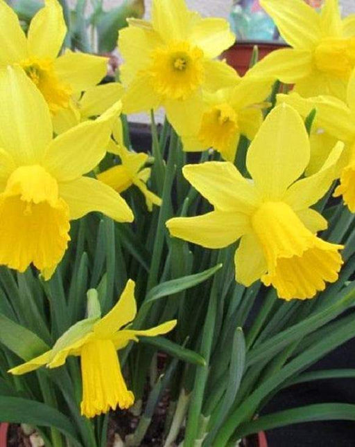 Daffodil Bulb- Tamara, Long lasting, easy care, deer resistant perennials~ Fall Planting - Caribbeangardenseed