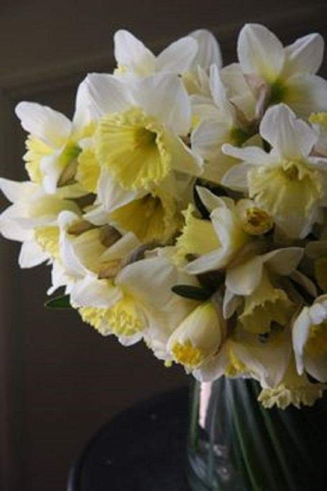 Daffodil Bulb- White Explosion, Deer Resistant Perennials - Caribbeangardenseed
