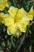 Daffodil Narcissus Bulb- Cassata, Long lasting, easy care, deer resistant perennials~-Fall Planting - Caribbeangardenseed